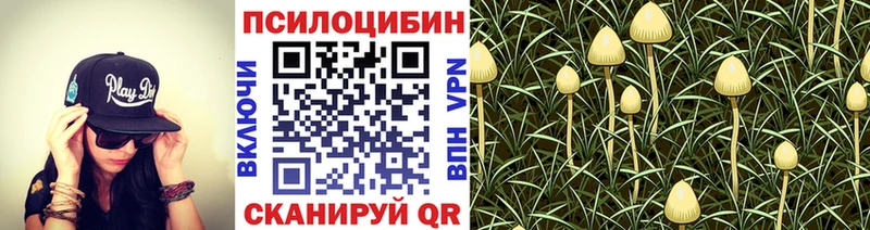 Псилоцибиновые грибы Psilocybe где продают наркотики Лебедянь
